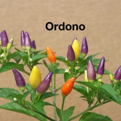 Ordono