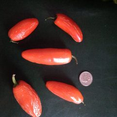 Jalapeno, Pumpkin Spice