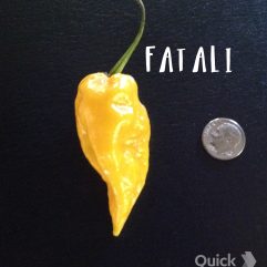 Fatali