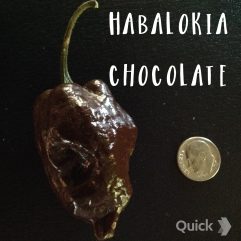 Habalokia, Chocolate