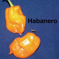 Habanero