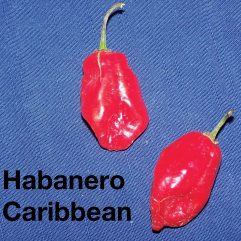 Habanero, Carribean Red