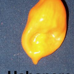 Habanero, Yucatan
