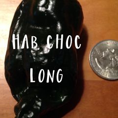 Habanero, Chocolate Long