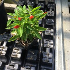Piment Pimenta