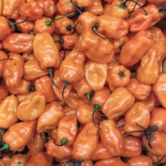 Habanero, Peach