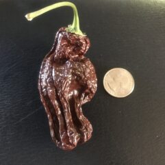 Ethiopian Brown