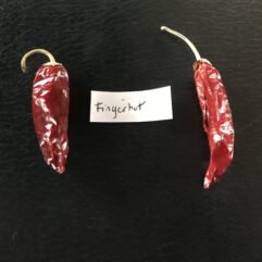 Fingerhot