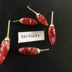 Doomsday