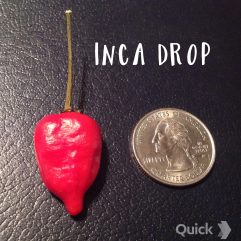 Inca Drop