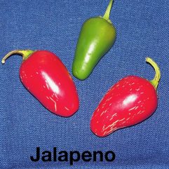 Jalapeno