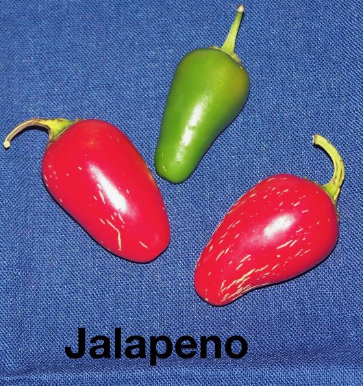 Jalapeno