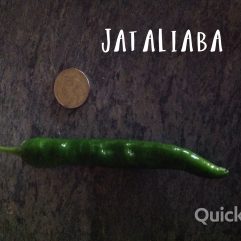 Jataliaba