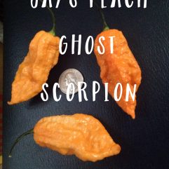 Jay's Peach Ghost Scorpion