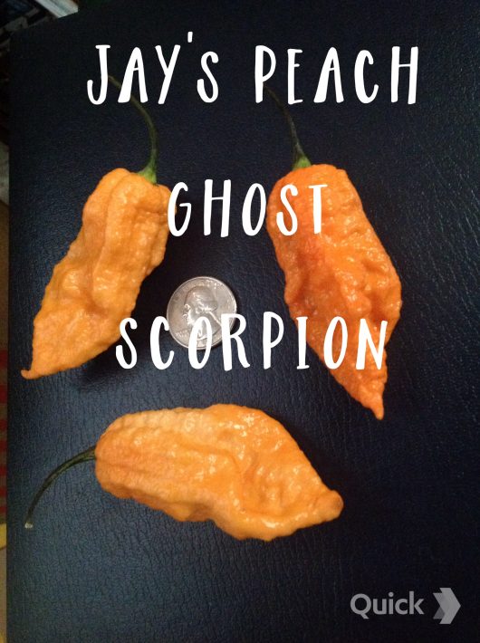 Jay's Peach Ghost Scorpion