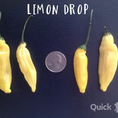 Lemon Drop