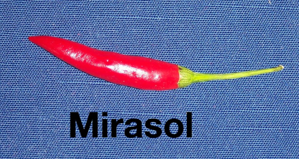M Rasol Ror Mirasol - The Chile Shop