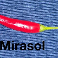 Mirasol