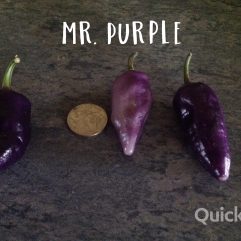 Mr. Purple
