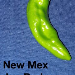 New Mex Joe Parker