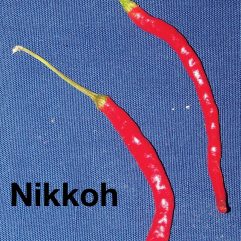 Nikkoh