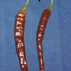Pasilla Apaeso