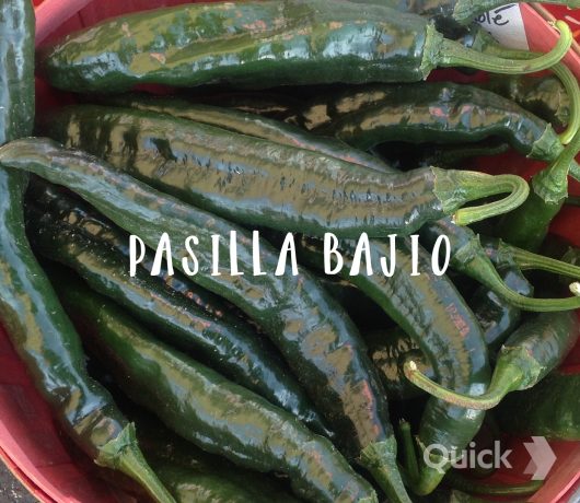 Pasilla Bajio