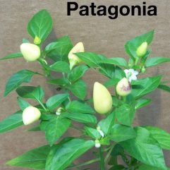 Patagonia