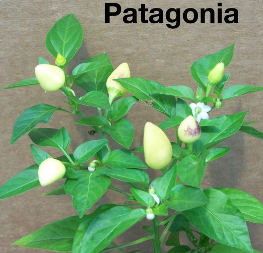 Patagonia
