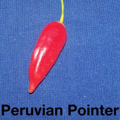 Peruvian Pointer