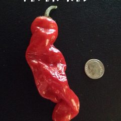 Peter, Red