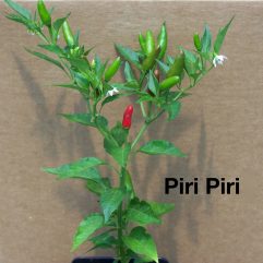 Piri Piri