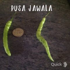 Pusa Jawala