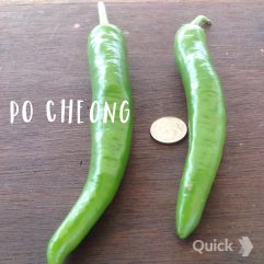Po Cheong