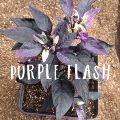 Purple Flash