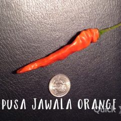 Pusa Jawala, Orange