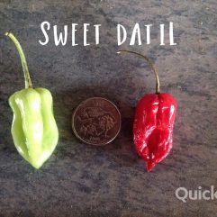 Datil, Sweet