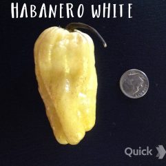 Habanero, White