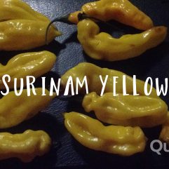Surinam, Yellow