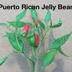 Puerto Rican Jelly Bean