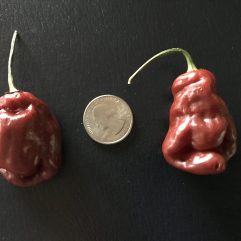Seven Pot, Burgandy